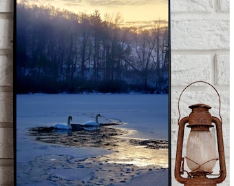 Swans In Winter Photography Print, Swans On Frozen Lake Photo, Swans Swimming On Icy Lake Photo, Swans Swimming On A Cold Winter Night