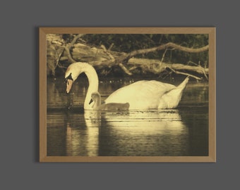 Swan and Baby Vintage Photography Print, Mother Swan and Baby Photo, Swan and Cygnet Photo, Mute Swan and Baby Photo, Mother and Baby Swan