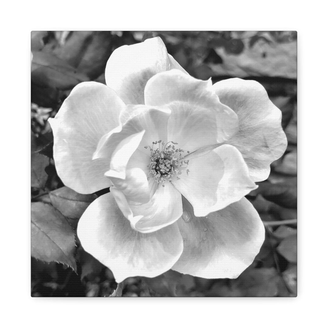 Black and White Rose Canvas Wall Art, Close-up Photograph Print - Etsy