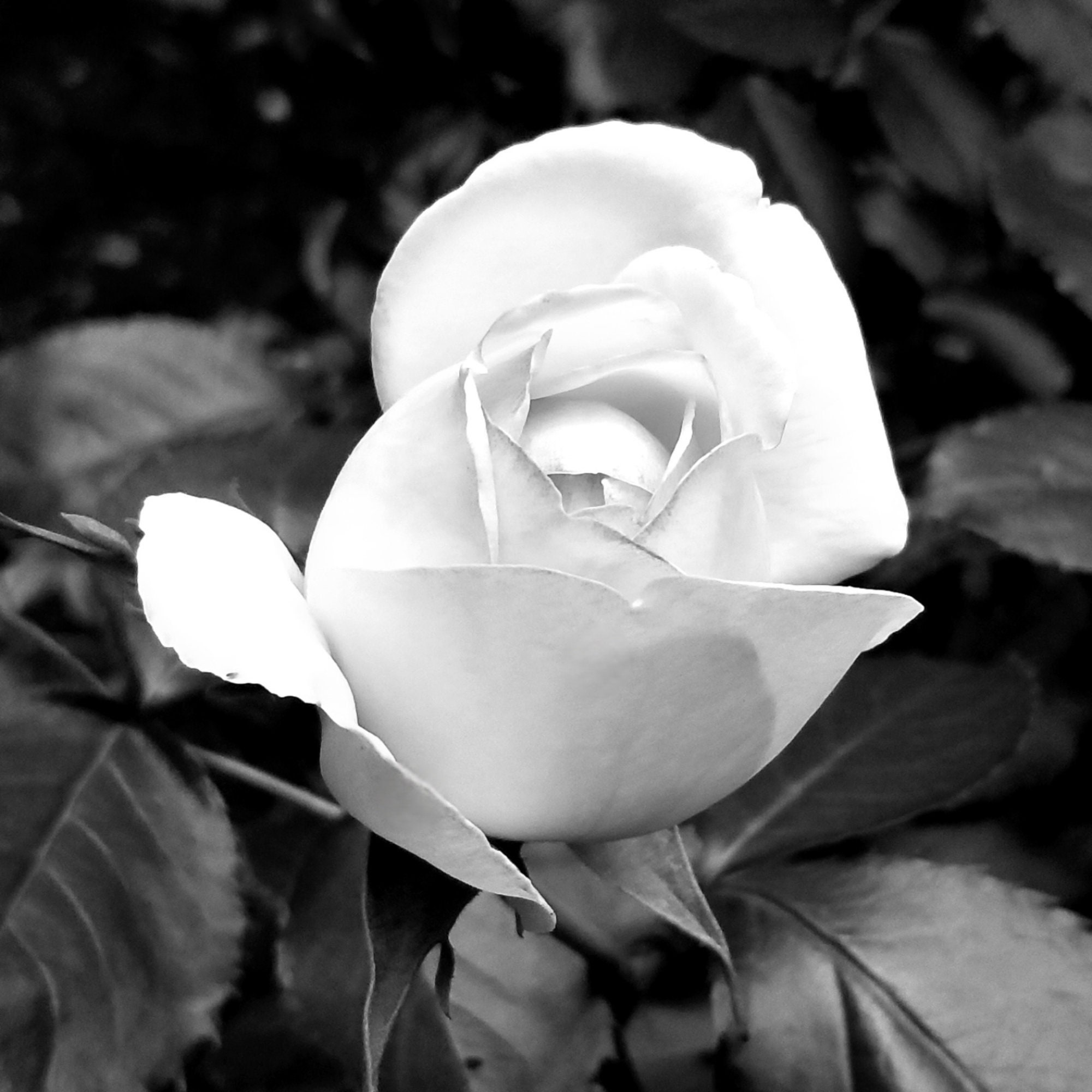 My Image 17