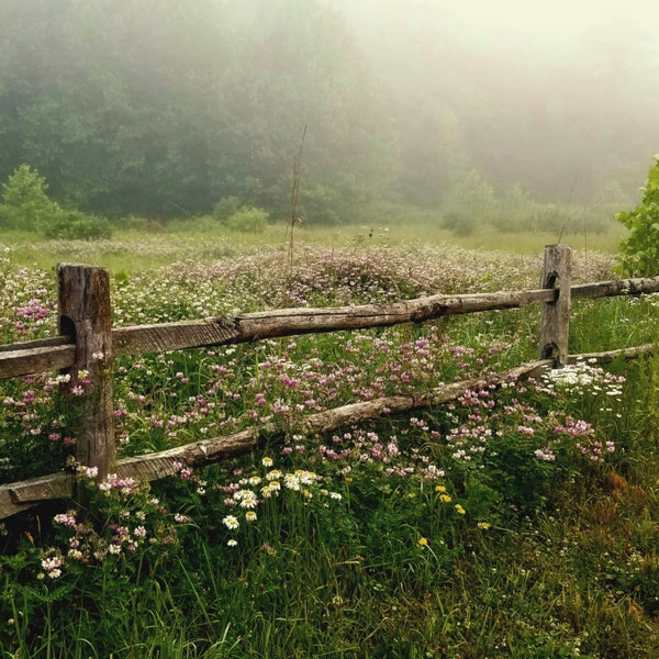 Wildflower Photo, Field Of Wildflowers Photo, Wildflowers and A Fence Photography Print, Daisies and Clover Seed Flowers Photography Print