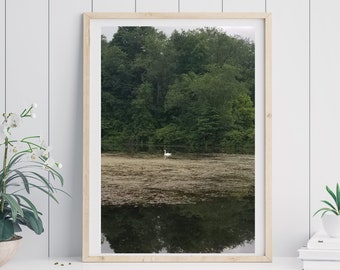 Swan Photography Print, Swan On Lake Photo With Trees, Trees Reflecting In Water With Swan Photo, Mute Swan On Lake, Trees And Swan Photo