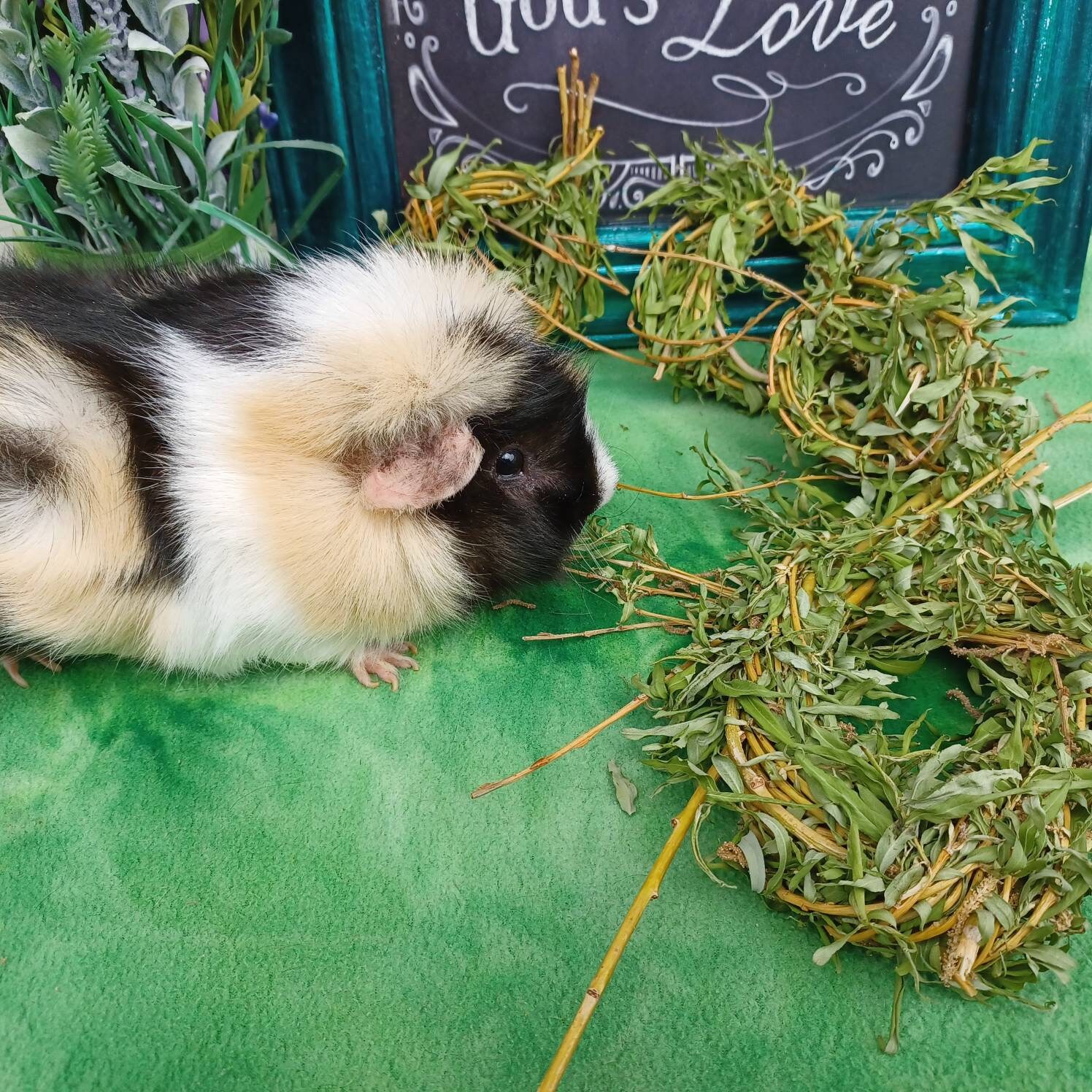 FRESH CUT 3 Small Willow Wreath Treats for Guinea Pigs Etsy