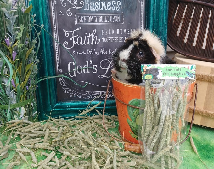 Timothy Hay SEED HEADS TIPS Treats for Guinea Pigs, Bunnies, Chinchillas, Rats, Small Animals Etsy