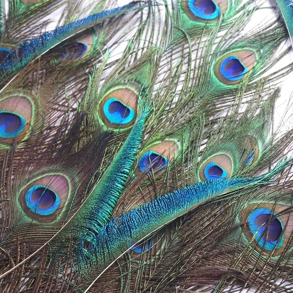 Peacock Eye tail feathers, 1 stick per pieces, 8-15 inch Natural Peacock Bird Feathers, Small Natural Cut Peacock Tail Feathers