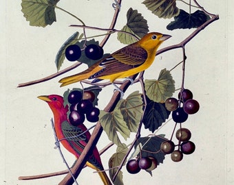 John James Audubon Print. Summer Red Bird. Tanager. Victorian. Mid-Century. Vintage Bird Illustration. Vintage Botanical Print.