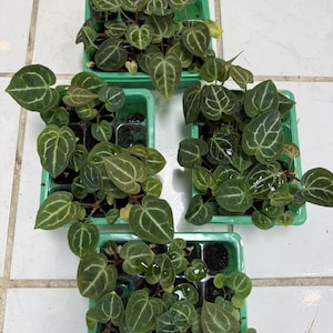May include: Four green plastic trays filled with small, heart-shaped plants. The leaves are a deep green with prominent white veining. The trays are arranged on a light-colored tiled surface, showcasing the plants' vibrant color and detail.