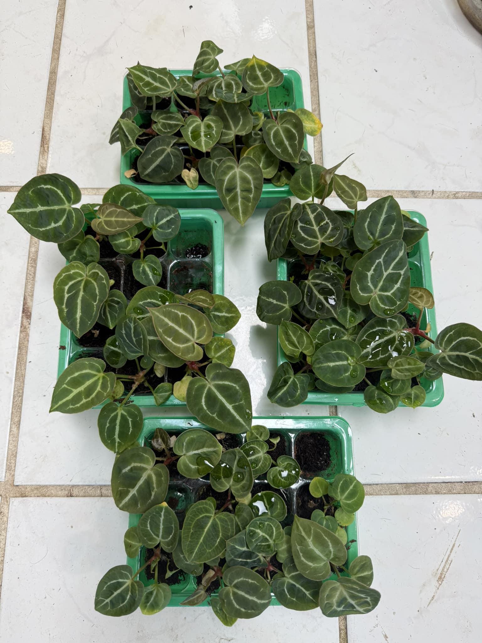 groer bonsai topf 42,5 cm (16,7") Groer runder erhhter Premium-Keramik-Drum-Bonsai-Top   Mypotscape