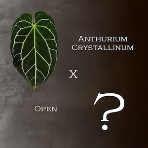 well draining potting mix Gardenera Premium Monstera Potting Soil - 10 QUART
