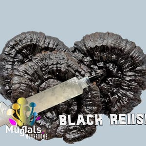 BLACK Reishi Mushroom Liquid Culture Syringe
