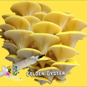 Golden Oyster Mushroom Liquid Culture Syringe