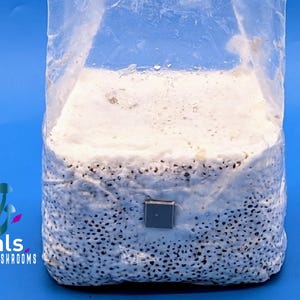 5LB。接種済みコロニー化ムガルズミックスグレインスポーンバッグ