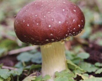 Wine Cap Mushroom Liquid Culture Syringe stropharia Rugosoannulata - Etsy
