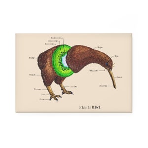Puede incluir: Un pájaro kiwi marrón con una fruta de kiwi cortada por la mitad alrededor de su cuerpo. La anatomie del pájaro está etiquetada con términos como 'grupa', 'muslo', 'tarso', 'pie', 'garra', 'bigote', 'nuca', 'escamas', 'nariz', 'ojo' y 'pico'. El texto 'Fig. 1: Kiwi' está en la parte inferior de la imagen.
