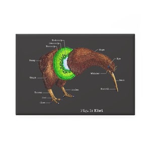 May include: A black and white illustration of a kiwi bird with a kiwi fruit cut in half on its back. The illustration is labeled with the different parts of the bird and fruit, including the beak, eye, nape, whisker, nostril, rump, thigh, tarsus, foot, claw, endocarp, mesocarp, and exocarp. The text at the bottom of the illustration reads "Fig. 1: Kiwi".