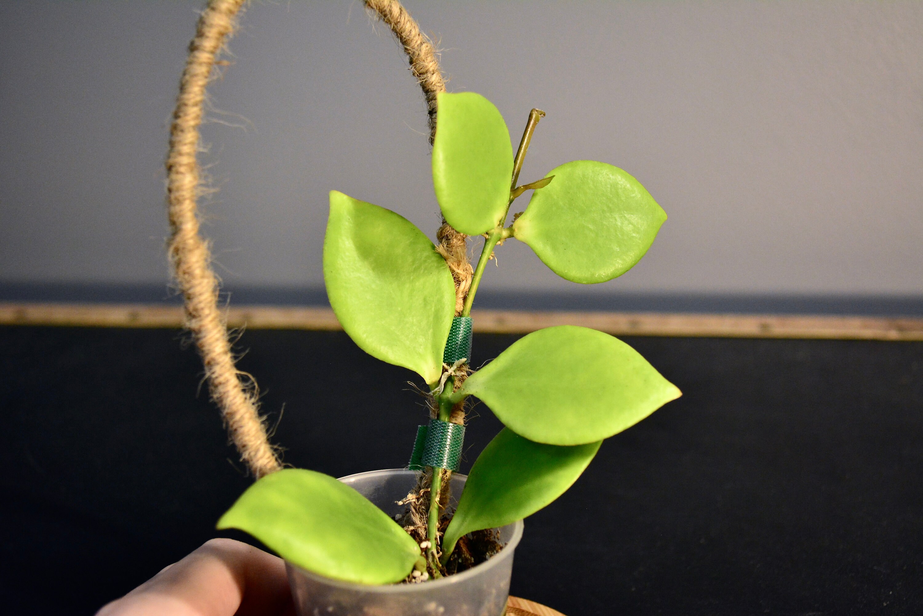 ビッグ割引 - 05-055 NS Hoya Rare Etsy - その他観葉植物