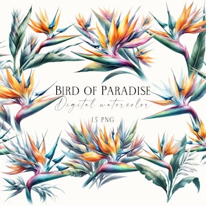 Clipart de flor de strelitzia aquarela, flor exótica pássaro do paraíso PNG, flores tropicais PNG, strelitzia reginae PNG, clipart digital