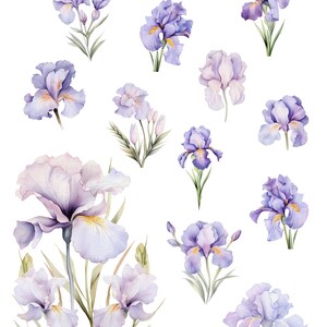 K&ouml;nnte beinhalten: Ein Set mit 20 Aquarell-Illustrationen von lila Iris-Blumen mit gr&uuml;nen Bl&auml;ttern. Die Blumen befinden sich in verschiedenen Bl&uuml;hstadien, einige sind vollst&auml;ndig ge&ouml;ffnet, andere noch in Knospen. Die Illustrationen sind perfekt, um jedem Projekt einen Hauch von Eleganz zu verleihen.