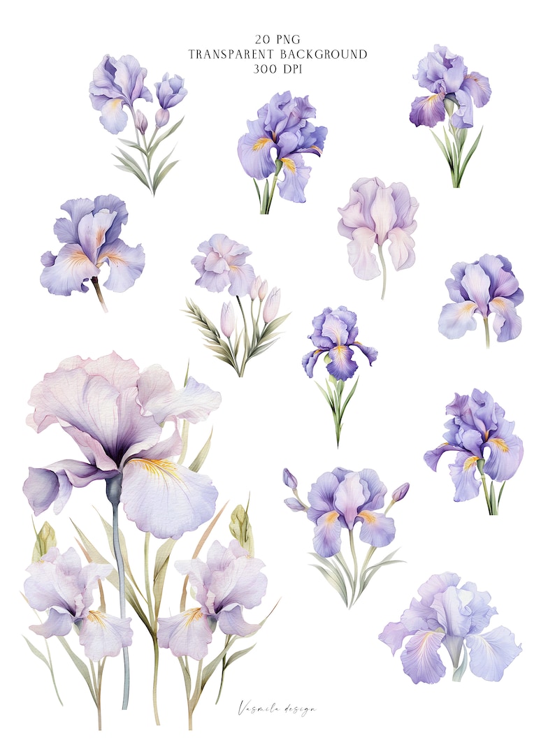 K&ouml;nnte beinhalten: Ein Set mit 20 Aquarell-Illustrationen von lila Iris-Blumen mit gr&uuml;nen Bl&auml;ttern. Die Blumen befinden sich in verschiedenen Bl&uuml;hstadien, einige sind vollst&auml;ndig ge&ouml;ffnet, andere noch in Knospen. Die Illustrationen sind perfekt, um jedem Projekt einen Hauch von Eleganz zu verleihen.