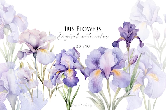 Watercolor Iris Flowers Clipart: Blooming Bouquets PNG (Digital Download)