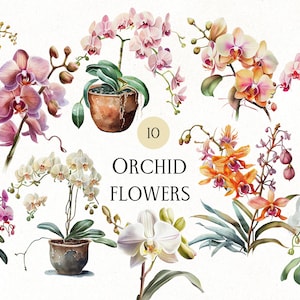 May include: Watercolor illustration of ten orchid flowers in various colors, including pink, orange, and white. The orchids are potted in rustic-style pots. The text "Orchid Flowers" is displayed in the center.