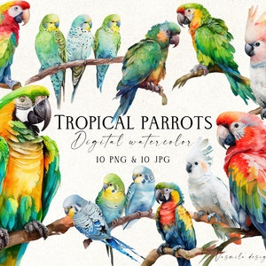 Aquarell Tropische Papageien PNG, Tropische Vögel Clipart, Aquarell Tropische Sublimation, digitale Grafiken