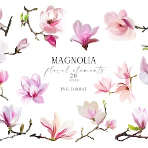 Flores de magnolia en flor PNG, elementos florales de primavera, imágenes prediseñadas de flores y ramas de magnolia, gráficos de boda, dibujados a mano, no generados por IA