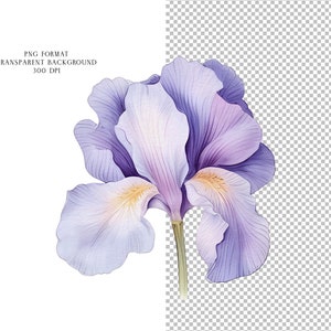 K&ouml;nnte beinhalten: Ein Aquarellbild einer lila Iris mit gelben Akzenten. Die Blume ist in einem realistischen Stil mit filigranen Details dargestellt.