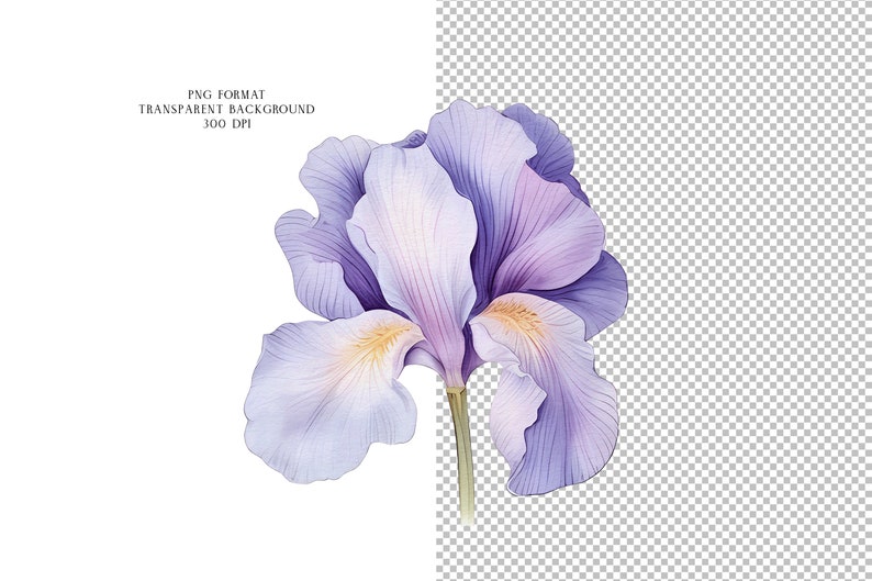 K&ouml;nnte beinhalten: Ein Aquarellbild einer lila Iris mit gelben Akzenten. Die Blume ist in einem realistischen Stil mit filigranen Details dargestellt.
