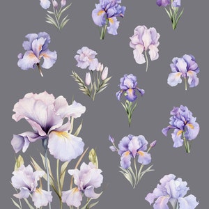 K&ouml;nnte beinhalten: Aquarell-Illustration von lila und wei&szlig;en Iris-Bl&uuml;ten mit gr&uuml;nen Stielen und Bl&auml;ttern. Die Bl&uuml;ten sind in verschiedenen Positionen und Gr&ouml;&szlig;en angeordnet. Der Hintergrund ist hellgrau. Der Text "Vismila design" steht in der Mitte unten im Bild.