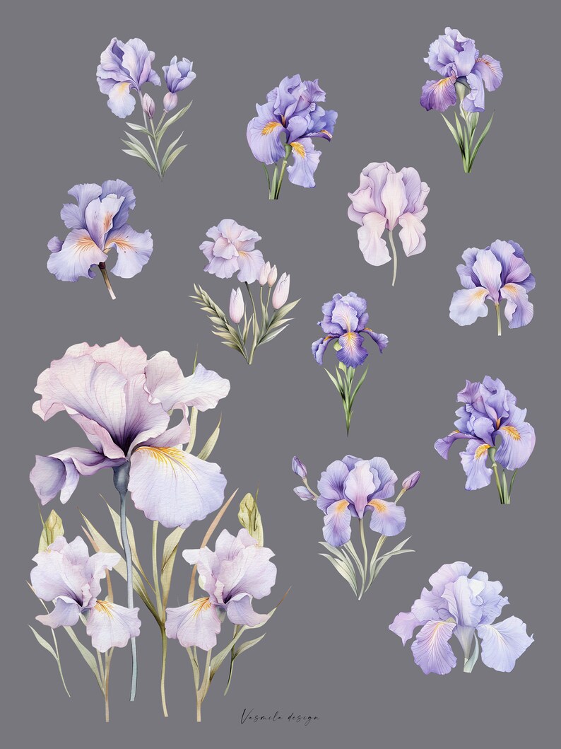 K&ouml;nnte beinhalten: Aquarell-Illustration von lila und wei&szlig;en Iris-Bl&uuml;ten mit gr&uuml;nen Stielen und Bl&auml;ttern. Die Bl&uuml;ten sind in verschiedenen Positionen und Gr&ouml;&szlig;en angeordnet. Der Hintergrund ist hellgrau. Der Text "Vismila design" steht in der Mitte unten im Bild.
