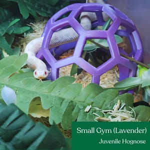 Juvenile hognose beside a lavender small snake jungle gym on green foliage