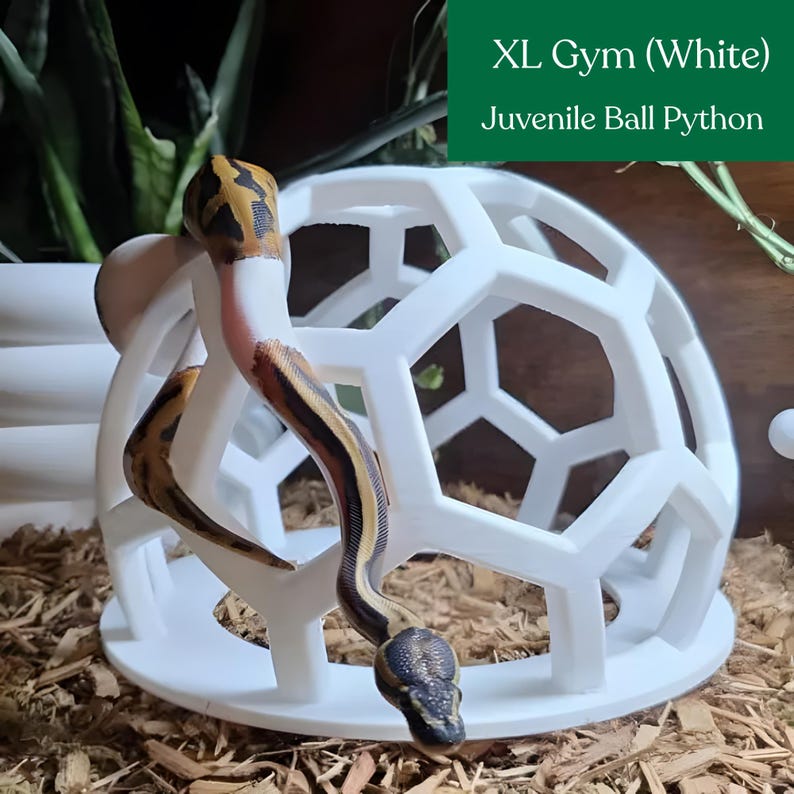 Juvenile ball python exploring a white XL snake jungle gym in terrarium bedding