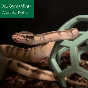 Adult ball python stretched over a mint XL snake jungle gym in a terrarium