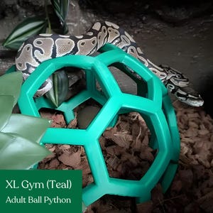 Pet snake climbing through a teal geometric jungle gym in a terrarium close-up