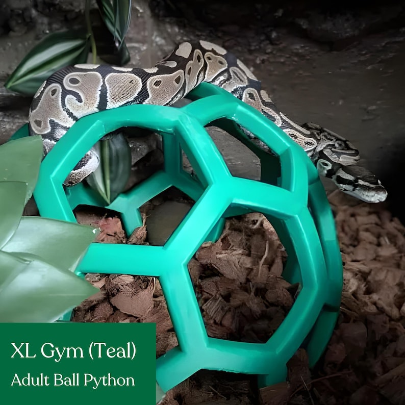 Pet snake climbing through a teal geometric jungle gym in a terrarium close-up