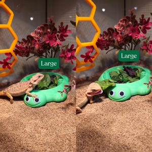 May include: A light green turtle-shaped feeding dish with googly eyes, filled with leafy greens. A bearded dragon rests on the dish. A yellow honeycomb-shaped structure and red artificial flowers are visible. The text Large is displayed.