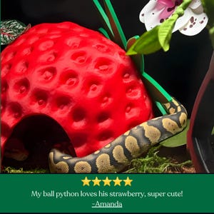Close-up of a red strawberry snake hide with a patterned snake beside the green leaf top