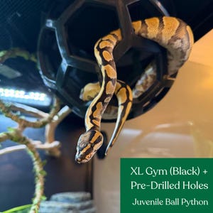 Juvenile ball python climbing a black XL snake jungle gym with pre-drilled holes