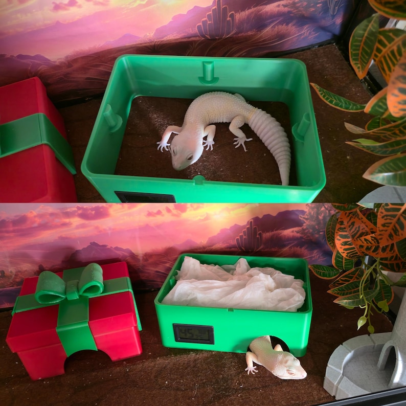 Magenta humid hide with removable roof and a small snake inside
