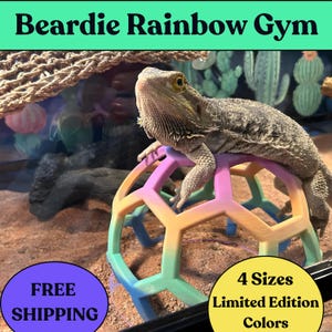 May include: A bearded dragon lizard rests on a colorful, geometric climbing toy. The toy is a gradient of pink, orange, green, and blue. The image includes the text "Beardie Rainbow Gym".
