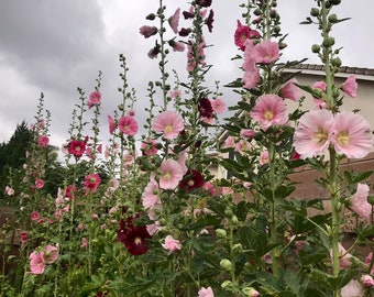 Hollyhock Seeds