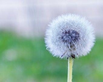 Dandelion
