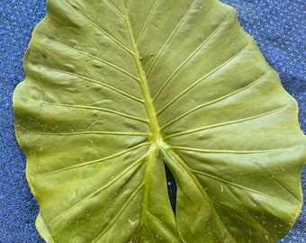 Hoja de Malanga