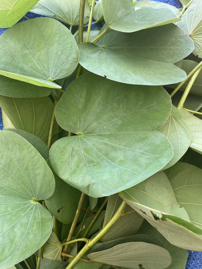 Pata De Buey O Vaca/cow Foot Tree Etsy