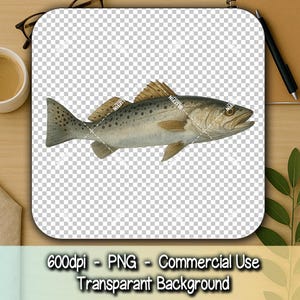 Spotted Seatrout PNG, Speckled Trout Clipart, Saltwater Fishing Graphic, Coastal Fish Illustration, 600 DPI Digital Download