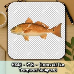 レッドフィッシュPNG、レッドドラムクリップアート、海水釣りグラフィック、沿岸魚イラスト、600 DPIデジタルダウンロード
