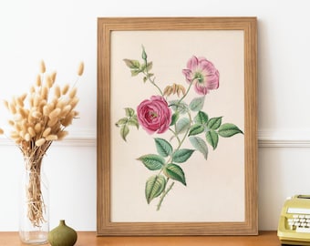 Vintage Pink Rose Print - Antique Botanical Wall Poster, Floral Art Print, 19th Century Vintage Art, Flower Illustration