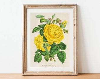 Vintage Yellow Rose Print - Antique French Flower Art, Botanical Wall Poster, 19th Century French Art, Floral Art Print