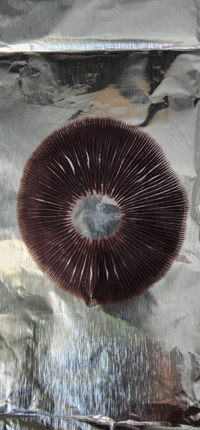 Spore Print Art - Etsy